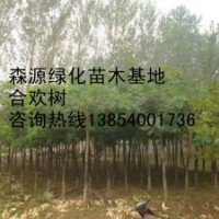 供應(yīng)7公分合歡8公分合歡12公分合歡-確保成活率-法桐價(jià)格