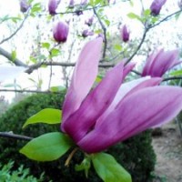 供應(yīng)龍柏、衛(wèi)矛、扶芳藤、金葉女貞、大葉黃楊、小葉黃楊