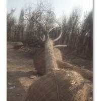15公分合歡價格