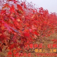 供應(yīng)紅楓樹(shù)苗 紅楓樹(shù)的價(jià)格 紅楓苗木批發(fā) 紅楓小苗