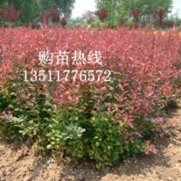 供應(yīng)：紅葉小檗、金葉女貞，紅楓、紅瑞木
