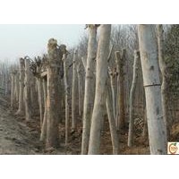 山西太原16公分國槐17公分法桐價格