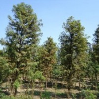 江蘇中山杉