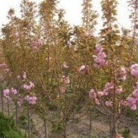 主營(yíng)龍柏、黃楊、冬青、紅葉石楠、檜柏、櫻花、銀杏、紅葉李、紫