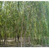 河北柳樹(shù)