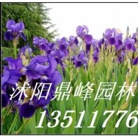 供應(yīng):鳶尾,玉簪,西湖海棠,蜀檜