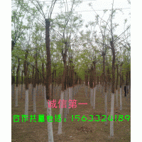 供應(yīng)金葉榆 國槐 西府海棠 法桐