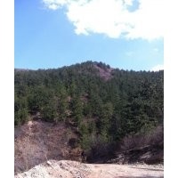 本人出售油松4米-8米不同規(guī)格油松苗木
