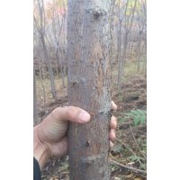 ，山桃稠李4.5~7粗2800棵，梧桐3~6粗3500棵，火炬4~9粗12000棵，