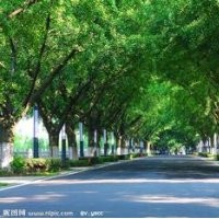 寧夏出售銀杏樹