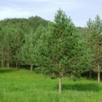 大量供應1.5米-5米油松