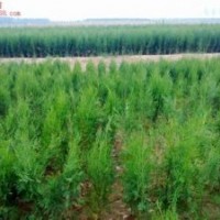 側(cè)柏苗 皂角苗 刺槐苗 花椒苗 油松苗