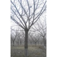長(zhǎng)期供應(yīng)30公分銀杏嫁接樹