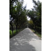 長(zhǎng)期供應(yīng)35公分銀杏嫁接樹