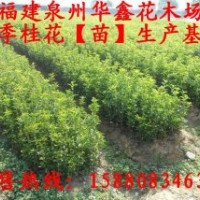 四季桂花