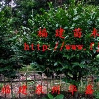 茶花、十八學(xué)士