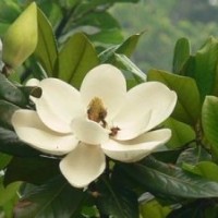 供應(yīng)實(shí)生廣玉蘭 野生廣玉蘭 全冠廣玉蘭
