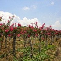供應紫薇、紫薇樹、紫薇價格、紫薇樹報價