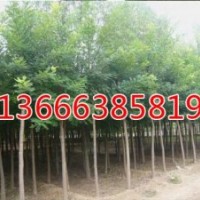 毛白楊/聊城毛白楊/山東毛白楊請(qǐng)咨詢冠縣毛白楊基地生態(tài)綠苗木