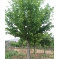 供應(yīng)五角楓、元寶楓、三角楓、七角楓、紅楓、青楓、五角楓小苗