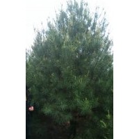 大量供應(yīng)白皮松、油松、雪松、華山松、河南檜柏