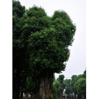 森潤單桿香樟樹 棵棵枝繁葉茂綠樹成蔭