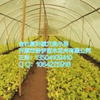 金葉復(fù)葉槭穴盤小苗20萬