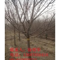 山東雪松基地 山東紫薇基地 山東海棠基地 青島櫻花基地