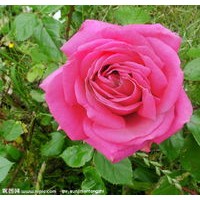 盆裝金葉榆，路-地金葉榆-30以上，紅玫瑰、連翹、迎春