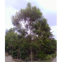 瀘州洪翔苗木場供應藍花楹