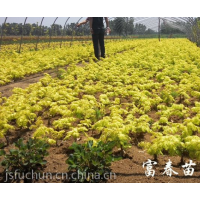 金葉水杉，金葉水杉小苗，金葉水杉嫁接苗，金葉水杉基地