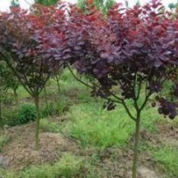 日本櫻花、花石榴、果石榴、黃櫨、 美國(guó)紅櫨、迎春、水臘