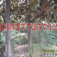 楝樹苗木價格，楝樹價格