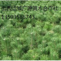白皮松出售、50-80公分白皮松價(jià)格優(yōu)惠供應(yīng)