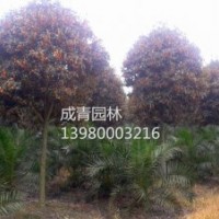 出售桂花