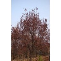 陜西西安紫葉李 國槐 櫻花 銀杏