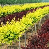 大量出售丹東快柏、塔柏、柏樹球、金葉榆、銀杏、黃金樹、梧桐等