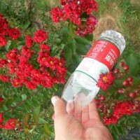 紅火箭/紅火球紫薇小苗——2013年最具投資價值綠化小苗