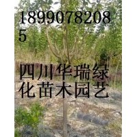 櫻花出售