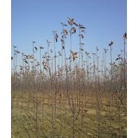 光輝海棠小苗