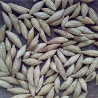 低價供應(yīng)桂花種子，丹桂種子，金桂種子，櫻花種子