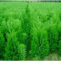 供應(yīng):蜀檜,檜柏,塔柏,規(guī)格齊全