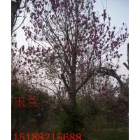 供北欒，五角楓，工杜仲，臭椿，玉蘭，黃櫨