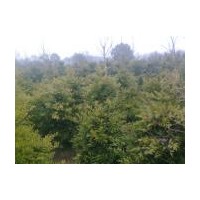 竹柏基地江西竹柏價格