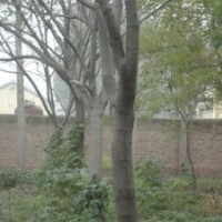山東宏達(dá)合歡樹基地2014合歡樹價(jià)格更新合歡樹價(jià)格
