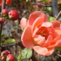 河南花木供應(yīng)廣玉蘭、全冠廣玉蘭、實(shí)生廣玉蘭
