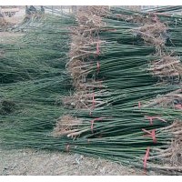 國槐小苗，6公分國槐，8公分國槐，10公分國槐，12公分國槐，20-5