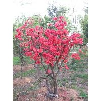 大量供應(yīng)各種規(guī)格映山紅、七葉樹、廣玉蘭 黃櫨 杜仲 連翹 映山紅