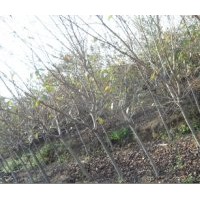 青島櫻花樹(shù)