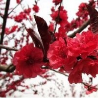 跳摟價出售碧桃紅葉碧桃供應(yīng)碧桃基地